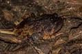 Striped Burrowing Frog Glyphoglossus guttulatus (Striped Spadefoot Frog)