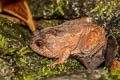 Striped Burrowing Frog Glyphoglossus guttulatus (Striped Spadefoot Frog)