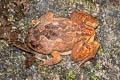 Striped Burrowing Frog Glyphoglossus guttulatus (Striped Spadefoot Frog)