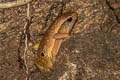 Striped Sticky Frog Kalophrynus interlineatus