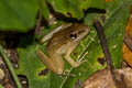 Taiwanese Frog Hylarana taipehensis