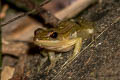 Taiwanese Frog Hylarana taipehensis