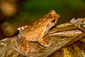 horned frog