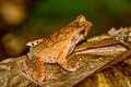 Tak Horned Frog Xenophrys takensis