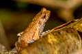 Tak Horned Frog Xenophrys takensis