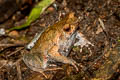 Tak Horned Frog Xenophrys takensis