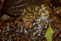 Tasan Frog Alcalus tasanae