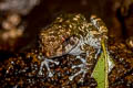 Tasan Frog Alcalus tasanae