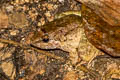 Taylor's Stream Frog Limnonectes taylori