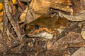 Taylor's Stream Frog Limnonectes taylori