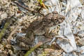 Taylor's Stream Frog Limnonectes taylori