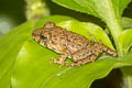 Taylor's Stream Frog Limnonectes taylori