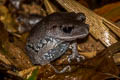 Tenasserim Litter Frog Leptobrachium tenasserimense (Tenasserim White-eyed Litter Frog)