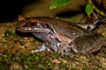 Undescribed Stream Horned Frog Xenophrys sp. nov.