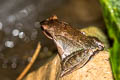 Undescribed Stream Horned Frog Xenophrys sp. nov.