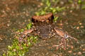 Undescribed Stream Horned Frog Xenophrys sp. nov.