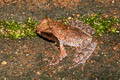 Undescribed Stream Horned Frog Xenophrys sp. nov.