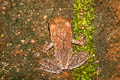 Undescribed Stream Horned Frog Xenophrys sp. nov.