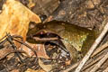 Undescribed Stream Horned Frog Xenophrys sp. nov.