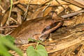 Undescribed Stream Horned Frog Xenophrys sp. nov.