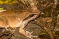 Undescribed Stream Horned Frog Xenophrys sp. nov.