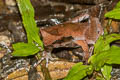Undescribed Stream Horned Frog Megophrys sp. nov.