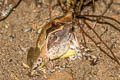 Undescribed Stream Horned Frog Xenophrys sp. nov.