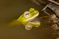 Wallace's Tree Frog Rhacophorus nigropalmatus (Black-webbed Tree Frog)