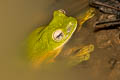 Wallace's Tree Frog Rhacophorus nigropalmatus (Black-webbed Tree Frog)