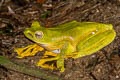 Wallace's Tree Frog Rhacophorus nigropalmatus (Black-webbed Tree Frog)