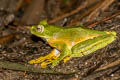 Wallace's Tree Frog Rhacophorus nigropalmatus (Black-webbed Tree Frog)