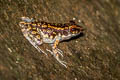 Western Sunda Spotted Stream Frog Pulchrana sundabarat