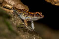 Western Sunda Spotted Stream Frog Pulchrana sundabarat
