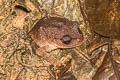 White-eyed Litter Frog Leptobrachella huashen