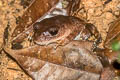 White-eyed Litter Frog Leptobrachella huashen