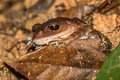 White-eyed Litter Frog Leptobrachella huashen