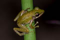 White-lipped Frog Chalcorana labialis