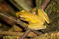 White-lipped Frog Chalcorana labialis