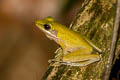 White-lipped Frog Chalcorana labialis