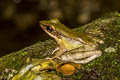 White-lipped Frog Chalcorana labialis