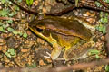 Yellow Frog Hylarana lateralis