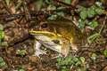 Yellow Frog Hylarana lateralis