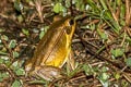 Yellow Frog Hylarana lateralis