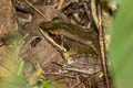 Yellow Frog Hylarana lateralis