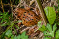 Common Frog Rana temporaria
