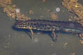 Smooth Newt Lissotriton vulgaris (Common Newt)