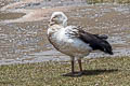 Andean Goose Chloephaga melanoptera
