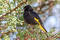 Black Siskin Spinus atratus