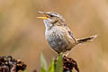 Grass Wren Cistothorus platensis minimus 