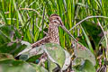 Pantanal Snipe Gallinago paraguaiae